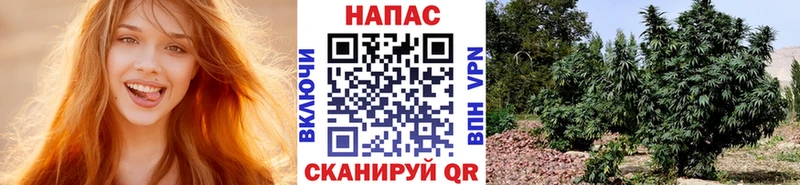 Шишки марихуана White Widow  где купить наркоту  Венёв 